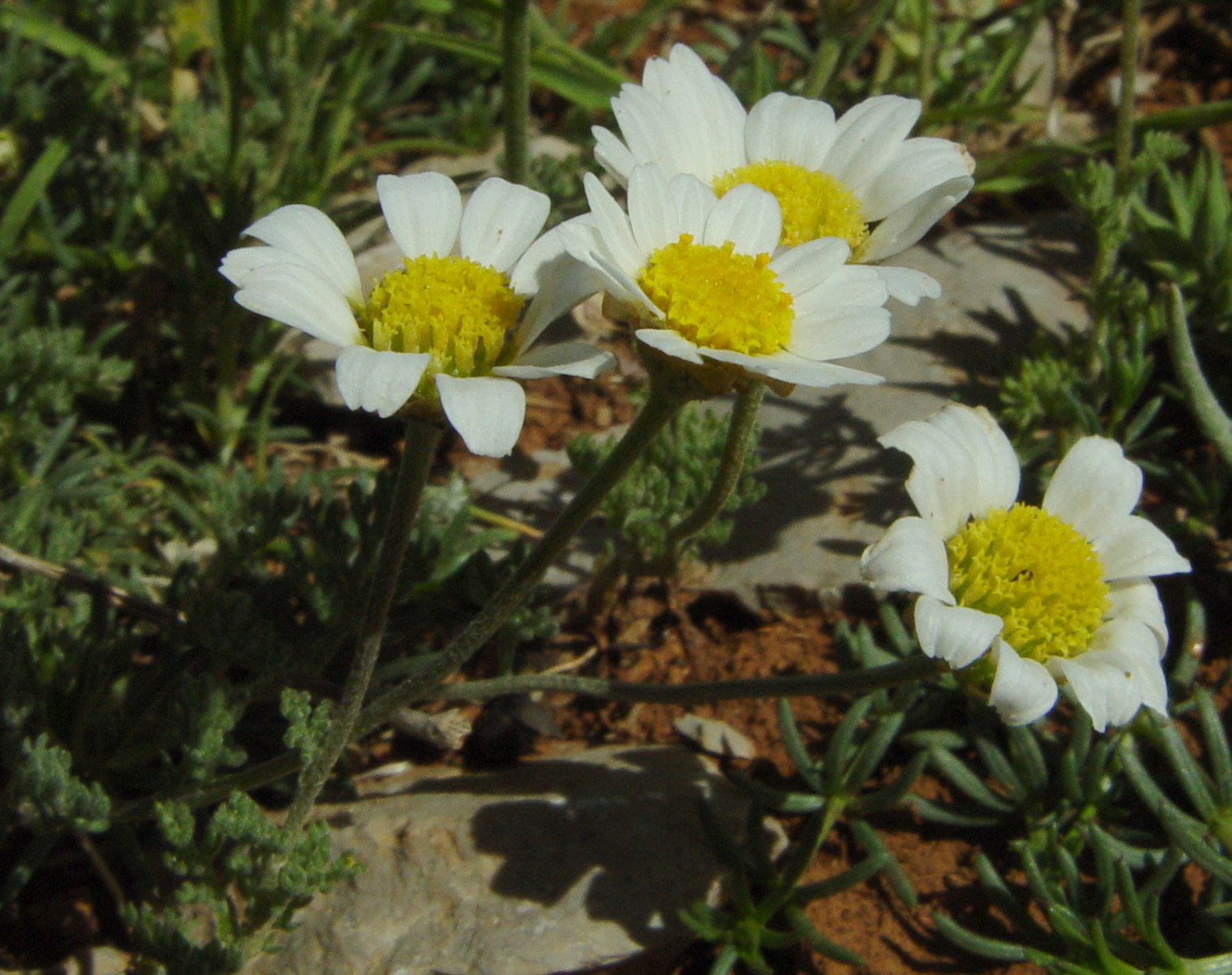 Mt. Hermon | Photo © Ron Frumkin 24/05/2007