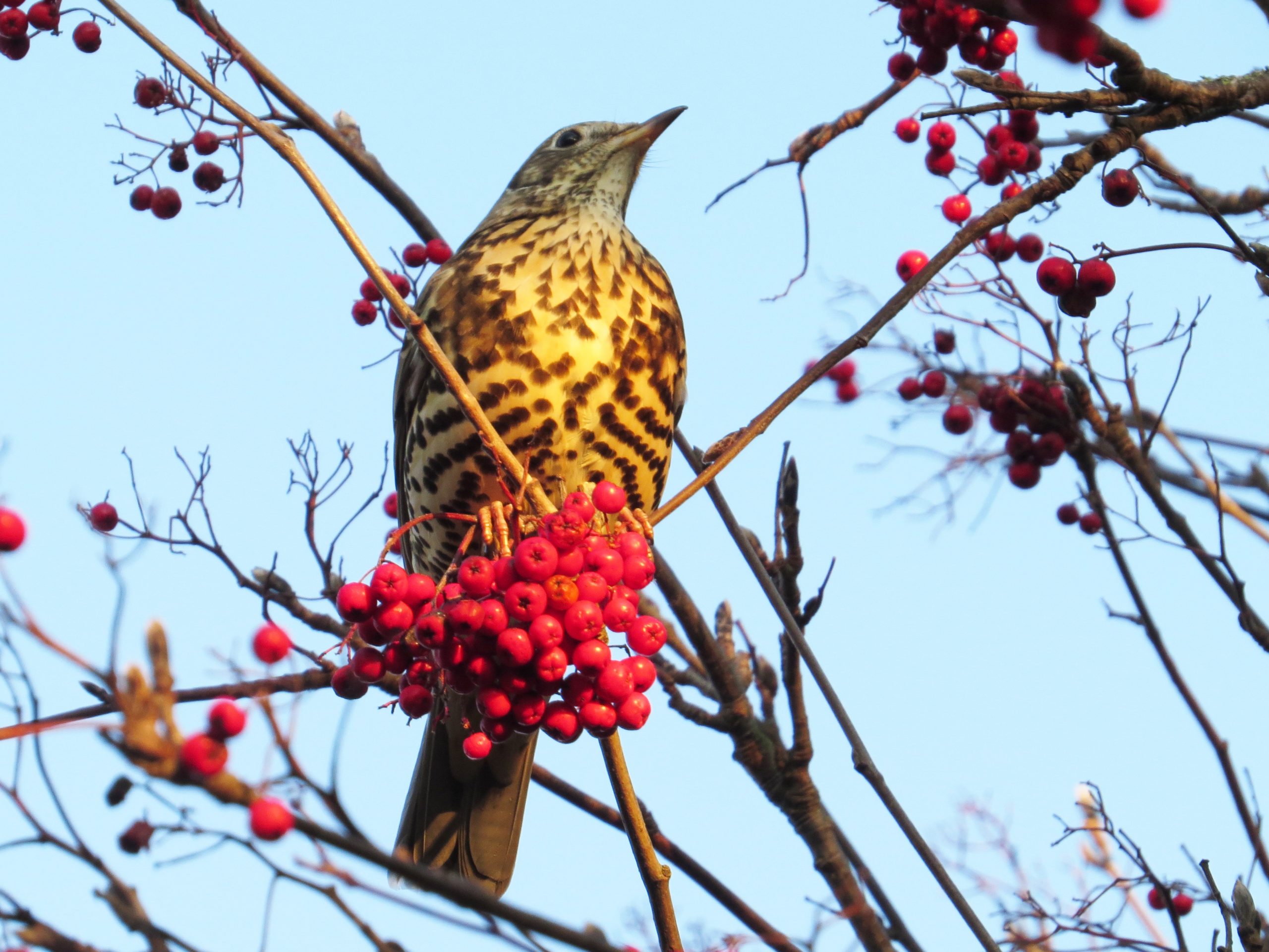 Mistle Thrush Turdus viscivorus with Rowan Sorbus aucuparia berries, Jesmond Dene, Northumberland