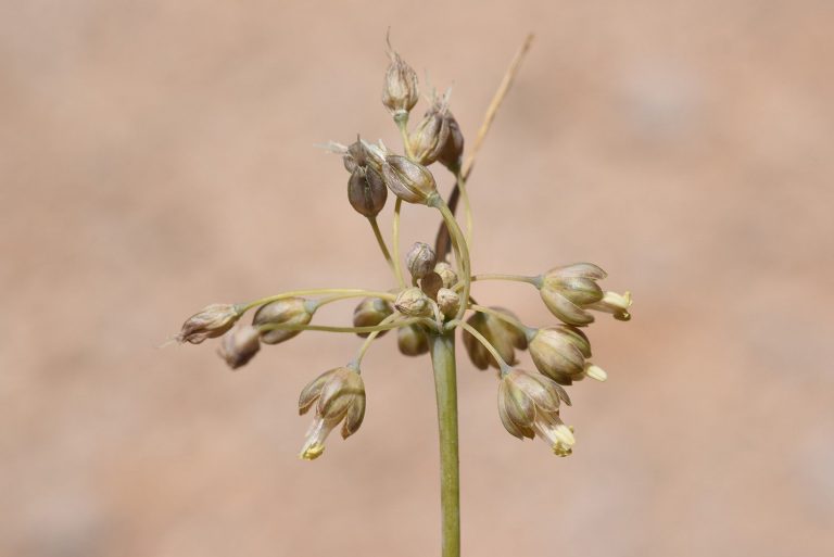 Allium Hermoneum