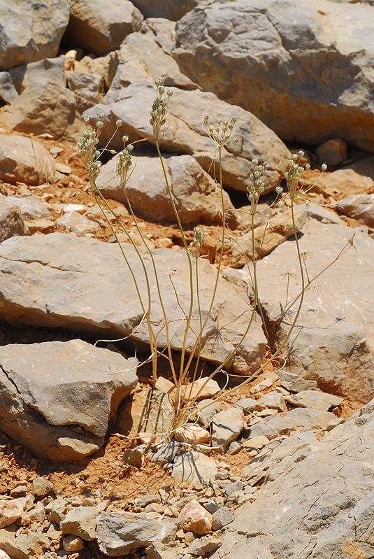 A small bulb of the tragacanth vegetation belt of Mt Hermon | Hermon, 1900 m. | Photo © Ori Fragman-Sapir