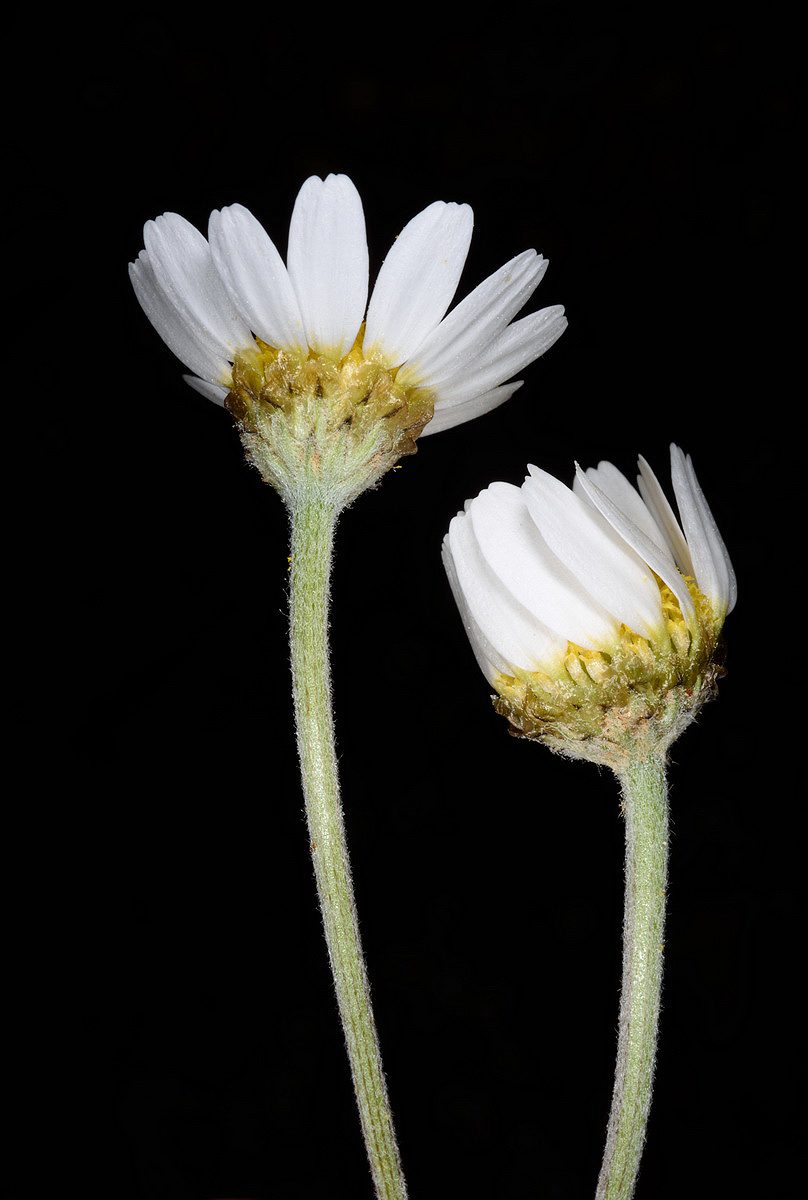 involucral bracts membranous | Mt Hermon, lower ski lift station 1650m