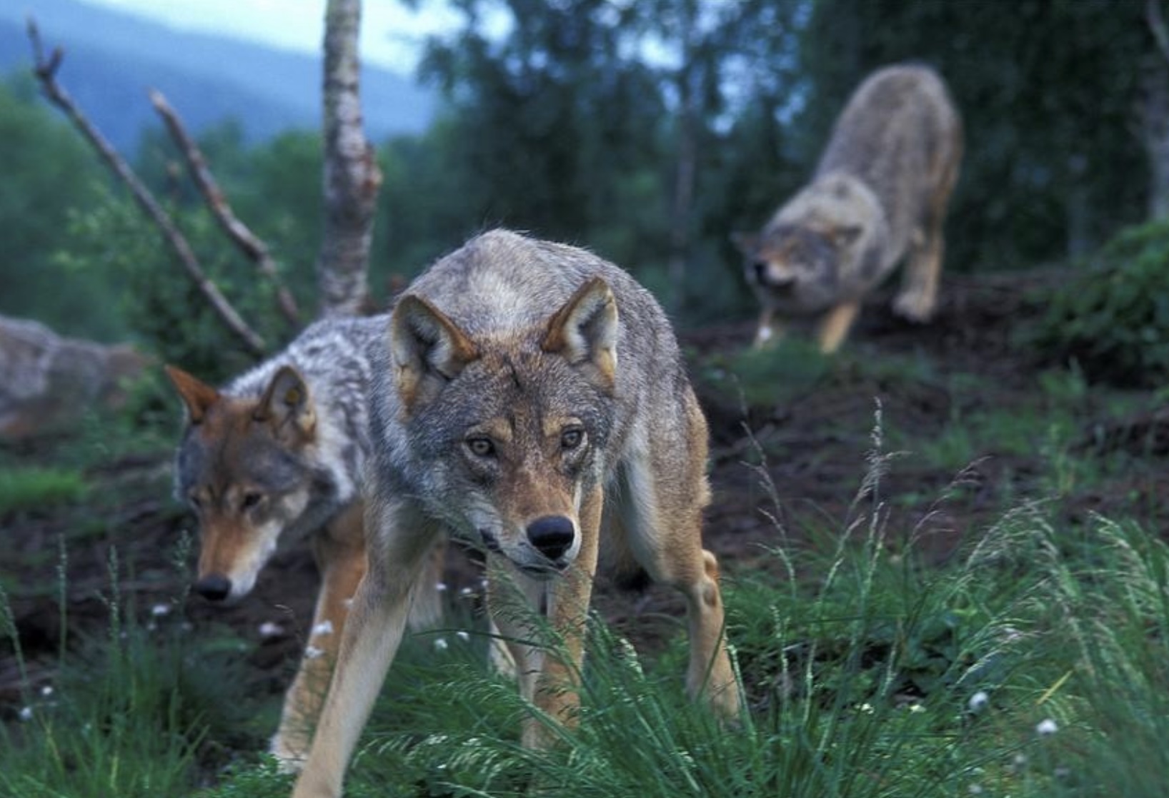 Canis lupus © Vilda - Rollin Verlinde