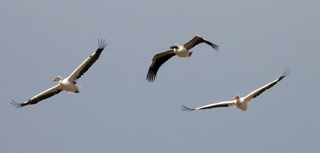 Photo Credit: Chadi Saad, a dedicated Homat Al Hima activist and Manager of the Hima Hammana Raptor Counting Site.