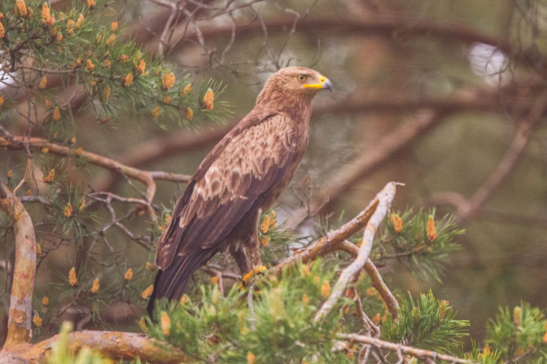 Lesser Spotted Eagle Clanga pomarina Accipitridae (Hawks, Eagles)