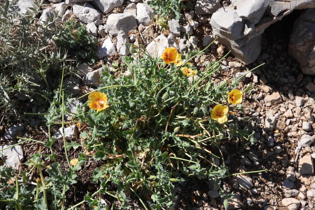 Glaucium leiocarpum thriving in Mount Hermon Nature Reserve, a vital species contributing to the region’s rich biodiversity and ecological resilience.