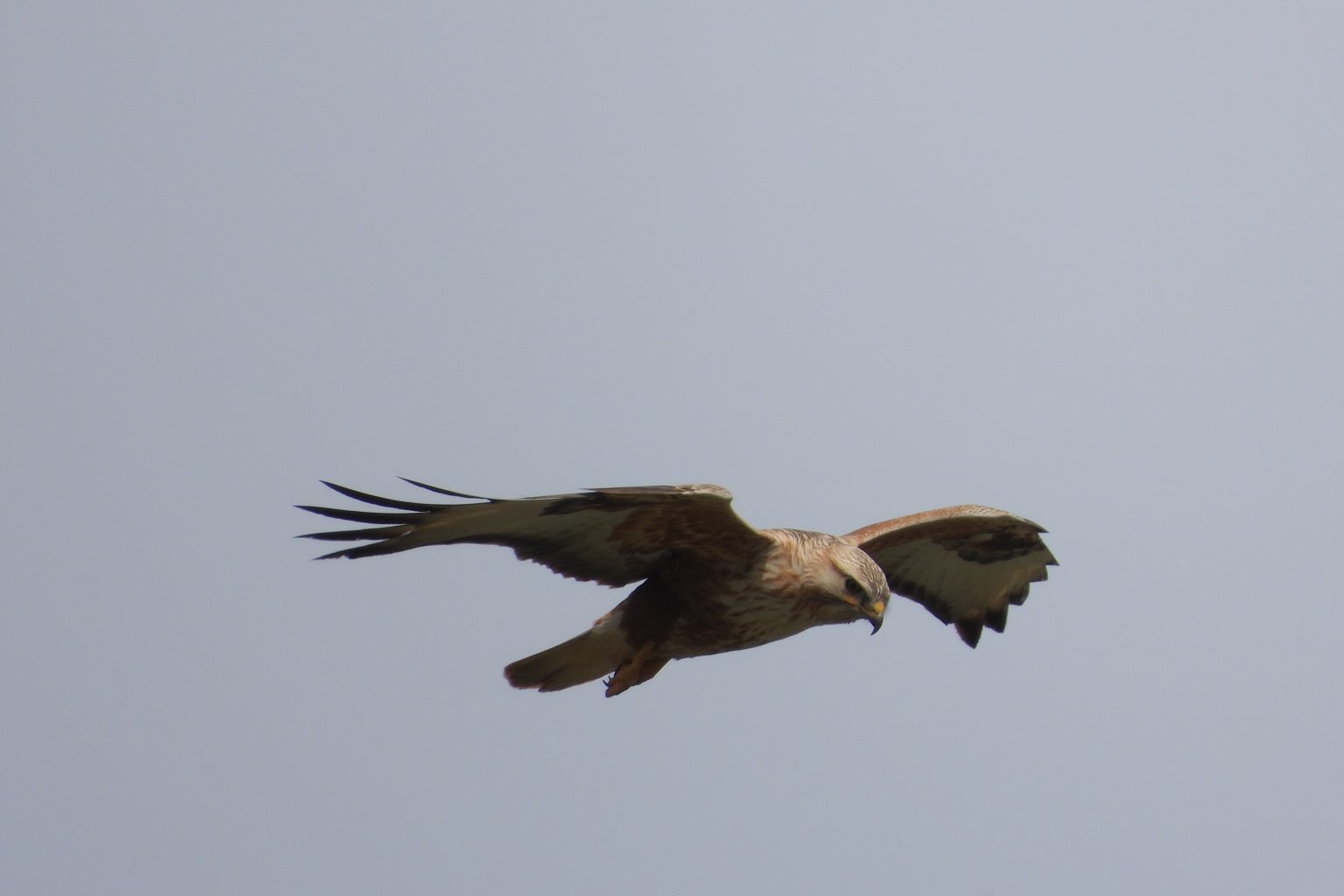 BirdLife International Recognizes Rashaya - Mount Hermon as a Key ...