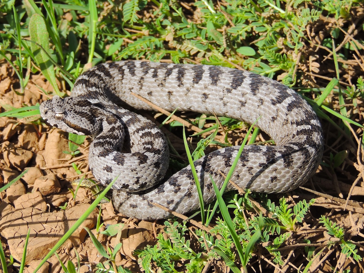 Montivipera bornmuelleri This striking image, captured by Rami Khashab, presents Montivipera bornmuelleri in its natural environment with exceptional clarity and detail. The photograph reveals the snake's distinctive scale patterns and vivid hues, highlighting the interplay of light and shadow that brings out the texture of its rugged exterior. The composition not only emphasizes the creature’s natural elegance but also invites viewers to appreciate the intricate beauty and resilience inherent in the wild. Photo Credit: Rami Khashab