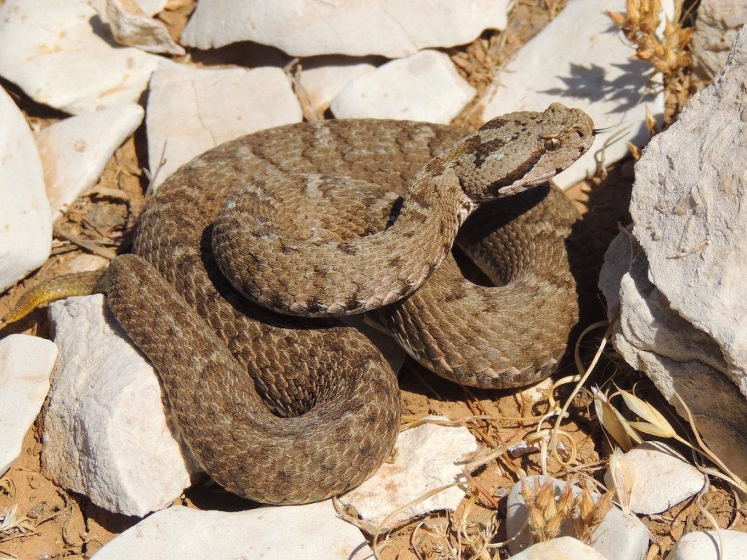 Montivipera bornmuelleri A captivating view of Montivipera bornmuelleri, this image showcases the intricate textures and unique hues of the snake’s scales, capturing its natural elegance and distinctive character. The photograph highlights the beauty of this rare species, offering a glimpse into its habitat and emphasizing the delicate details that set it apart in the wild. Photo Credit: Rami Khashab