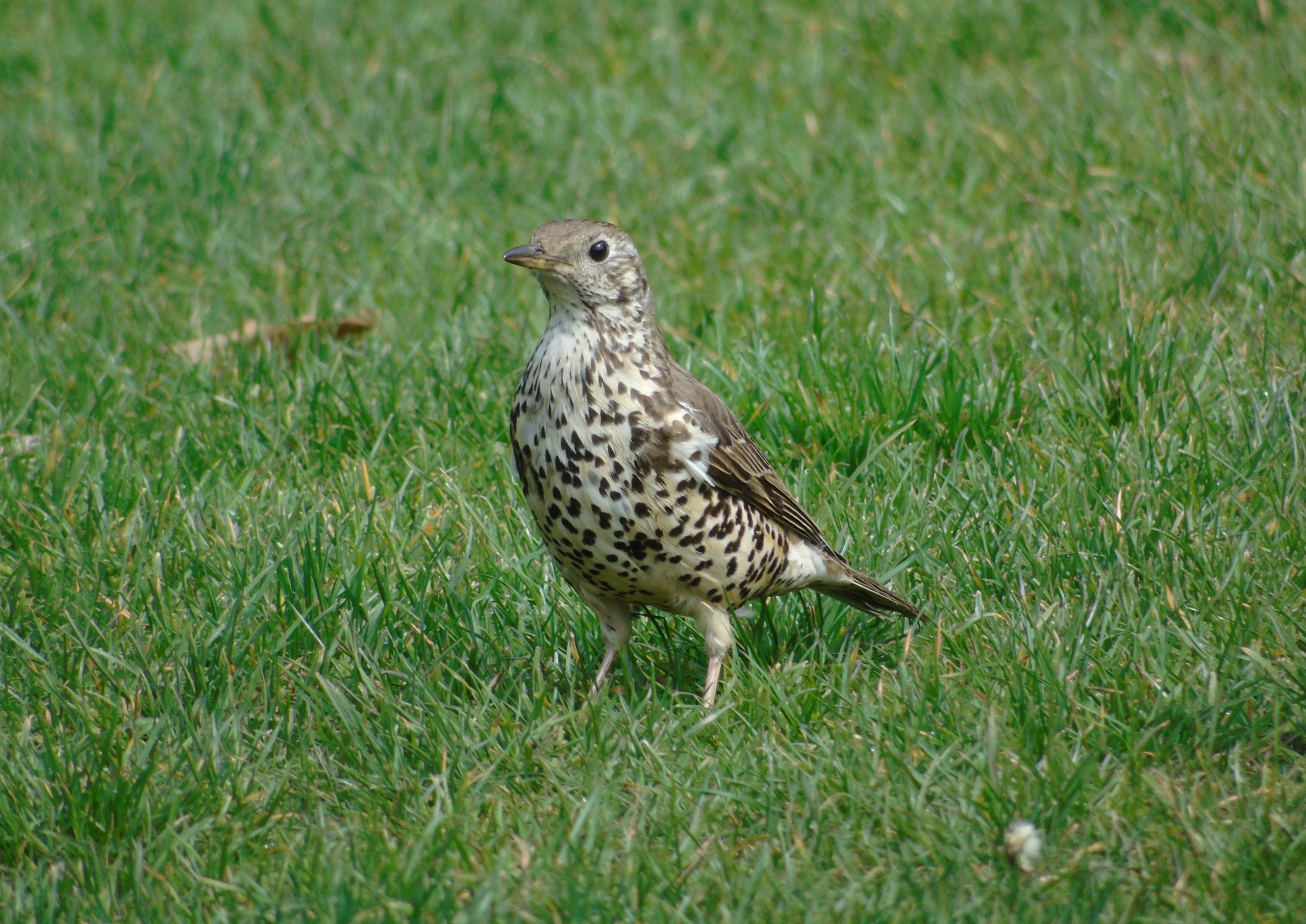 Mistle thrush 71 languages Add topic 1 ⁄ 9 More details Turdus viscivorus (Mistle thrush), in Cardiff (Wales, United Kingdom).