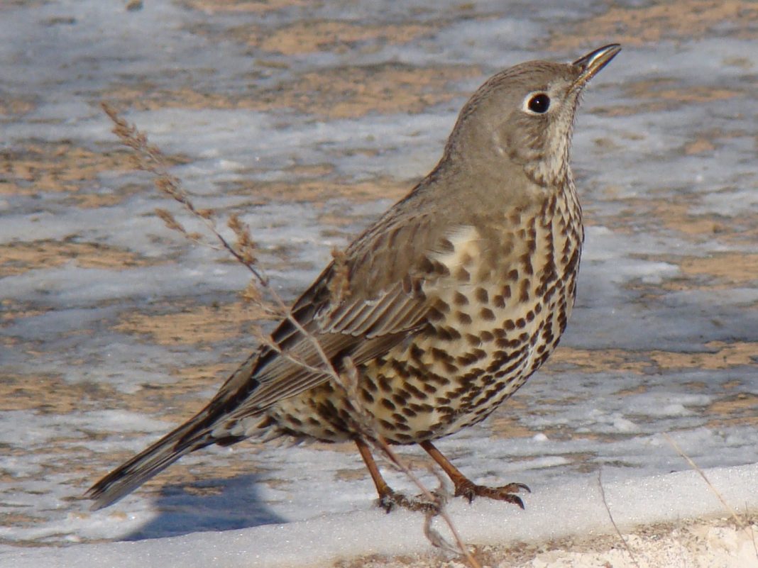 Turdus viscivorus in Baikonur-town, Kazakhstan