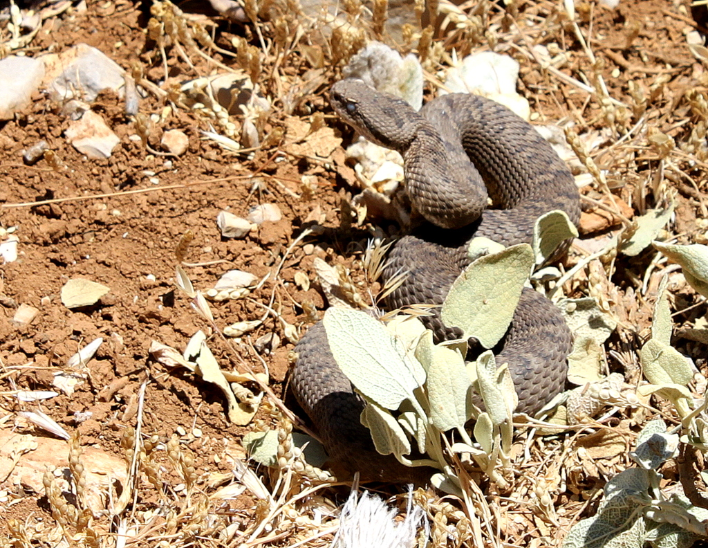 Montivipera bornmuelleri syn Vipera bornmuelleri at Mount Hermon