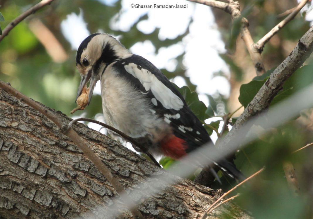 Between 1996 and 2005, Woodpecker was found nesting in hills at Hermon, above Aammiq and at Qaraoun (Ramadan-Jaradi & Ramadan-Jaradi 1999).