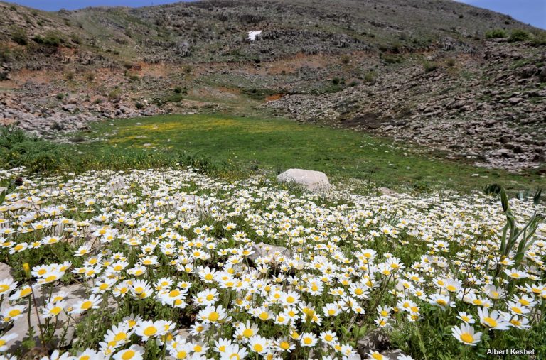 The most common annual Anthemis of Mt Hermon highlands | 2000+ Hhermon | Photo © albert keshet