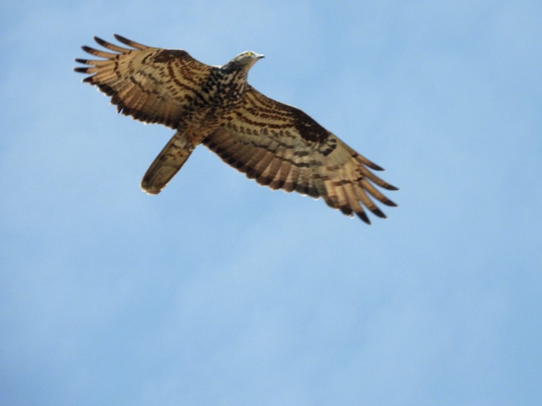 Photo Credit: Chadi Saad, a dedicated Homat Al Hima activist and Manager of the Hima Hammana Raptor Counting Site.