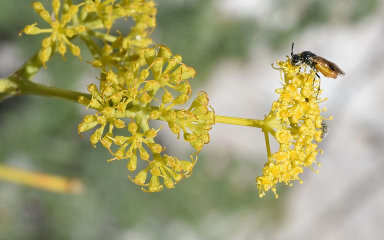 Ferula Hermonis