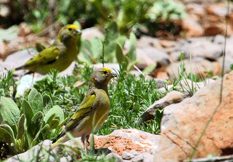 Syrian Serin