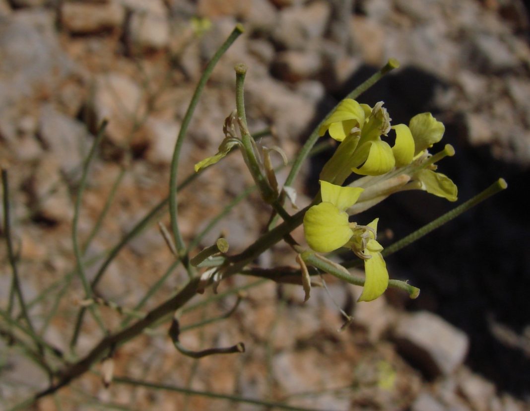 Erysimum verrucosum Boiss. & Gaill. – A Rare Mountain Herb | Documented in 1951 by Mouterde in Rachaya, this resilient species thrives in rocky, dry habitats. Its distinct pubescent stems, oblong sinuate-dentate leaves, and warty siliques highlight its adaptation to harsh environments. | Photo © Ron Gill, 24 May 2007