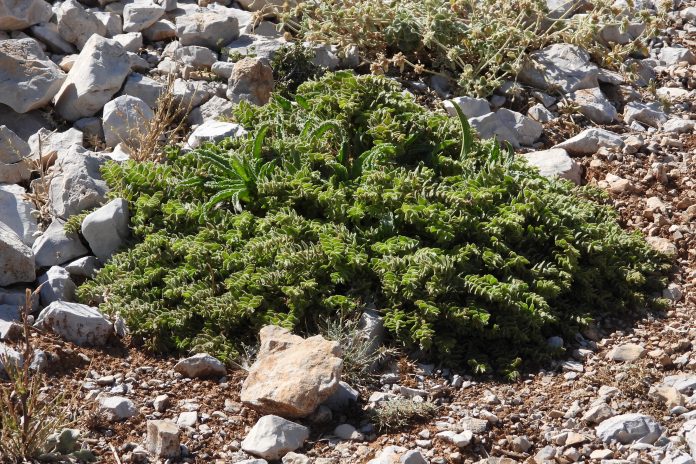 This species has adapted to rugged terrains and fluctuating temperatures. This species has adapted to rugged terrains and fluctuating temperatures.