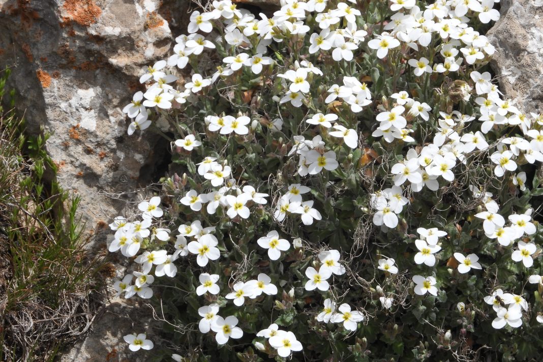 On Mount Hermon, Arabis caucasica contributes to the unique high-altitude flora.