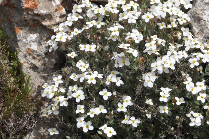 On Mount Hermon, Arabis caucasica contributes to the unique high-altitude flora. On Mount Hermon, Arabis caucasica contributes to the unique high-altitude flora.