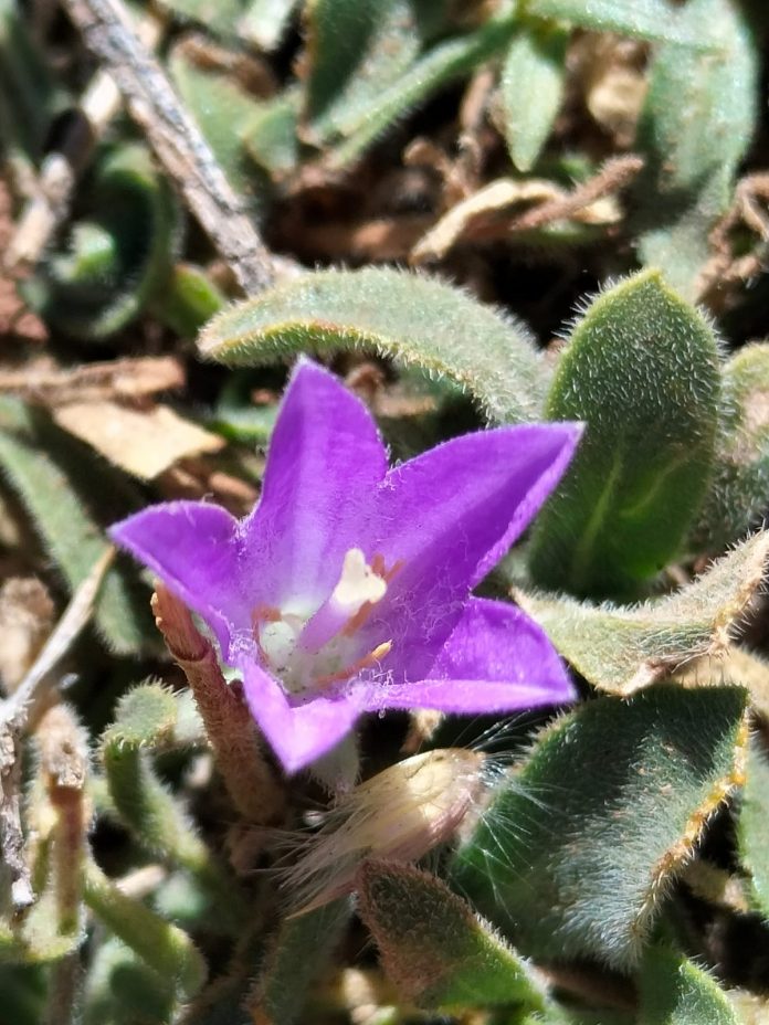 Campanula stricta var. libanotica Due to its limited distribution and specialized habitat, Aristolochia scabridula is considered rare in the Mount Hermon region.
