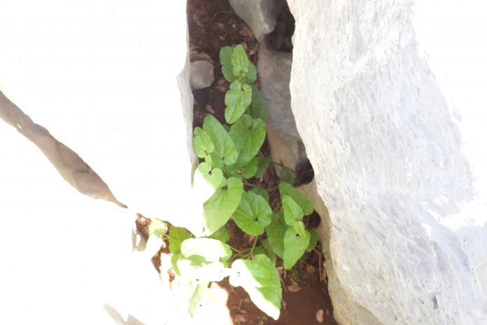 Urgent conservation efforts are needed to protect these Important Plant Areas (IPAs) before they disappear. Urgent conservation efforts are needed to protect these Important Plant Areas (IPAs) before they disappear.