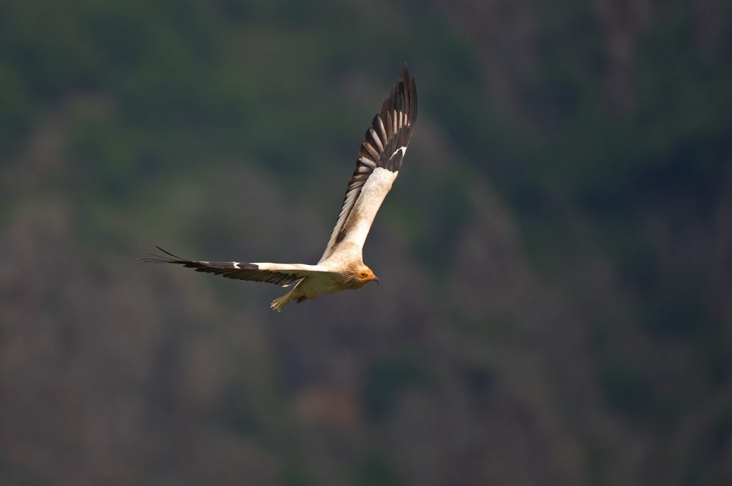 Despite its endangered status, the Egyptian Vulture still graces the skies of Mount Hermon. Photo Credit: Franz Robiller