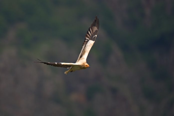 Despite its endangered status, the Egyptian Vulture still graces the skies of Mount Hermon. Photo Credit: Franz Robiller Despite its endangered status, the Egyptian Vulture still graces the skies of Mount Hermon. Photo Credit: Franz Robiller