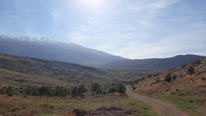 Supported by the Mount Hermon Olive Farming Initiative, these sustainable methods help preserve local wildlife, improve soil health, and enhance olive oil quality. 🌿🫒🐦 #SustainableAgriculture #BiodiversityConservation #MountHermon