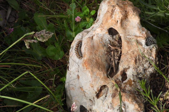 unidentifiable Mount Hermon, Lebanon—one of the key regions identified for in-situ conservation of crop wild relatives.